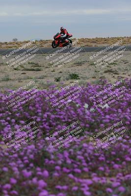 media/Jan-14-2023-SoCal Trackdays (Sat) [[497694156f]]/Turn 14 Exit Bloomig (145pm)/